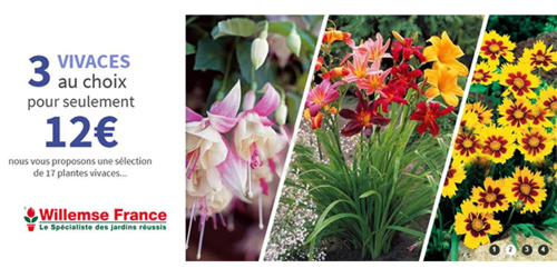 WILLEMSE FRANCE, vous offre 220 Bulbes en mélange pour toute commande WILLEMSE FRANCE, vous offre 220 Bulbes en mélange pour toute commande