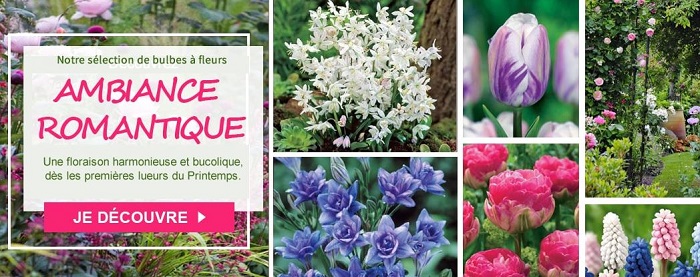 Willemse : tous les conseils pour planter en Septembre-Octobre Willemse : tous les conseils pour planter en Septembre-Octobre