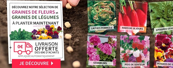 Willemse : tous les conseils pour planter en Septembre-Octobre