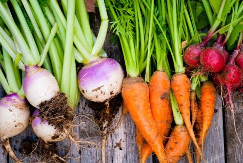 Willemse : que planter au jardin en Mars ?