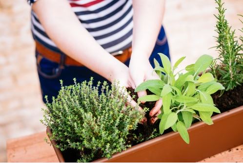 Willemse : que planter au jardin en Mars ?