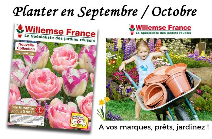 Willemse : tous les conseils pour planter en Septembre-Octobre
