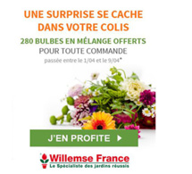 WILLEMSE FRANCE, vous offre 220 Bulbes en mélange pour toute commande
