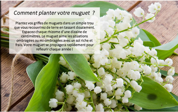 Comment panter votre muguet Comment panter votre muguet