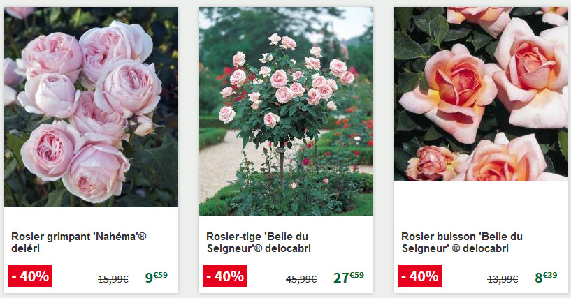Toute une sélection de rosiers en promotion Toute une sélection de rosiers en promotion