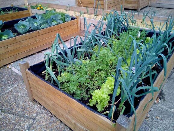 Comment créer un potager bio même avec peu d’espace