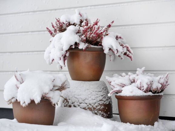 Les astuces pour protéger vos plantes en hiver